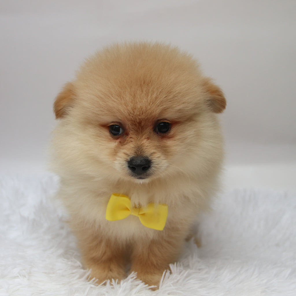 Rocky - Available 10/7
