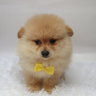 Rocky - Available 10/7
