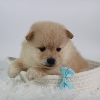 Rocky - Available 10/7