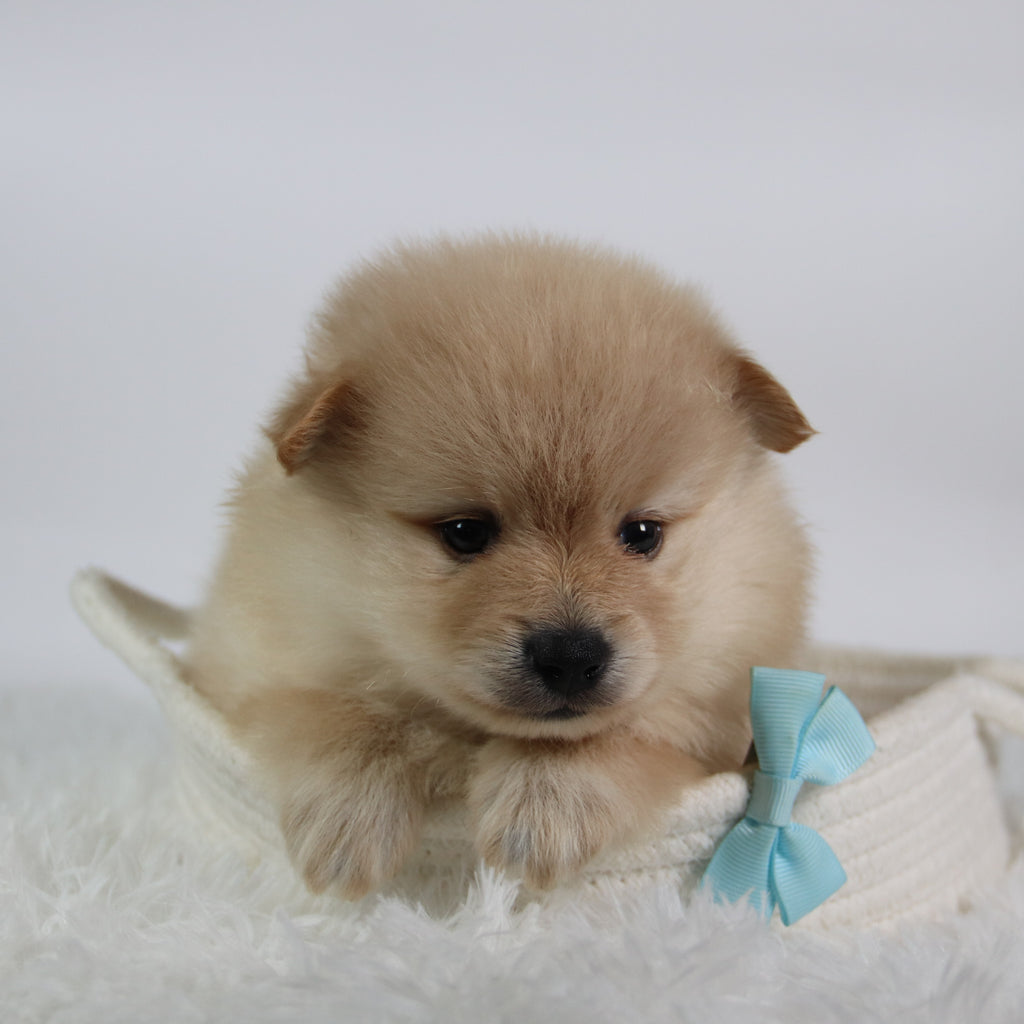 Rocky - Available 10/7