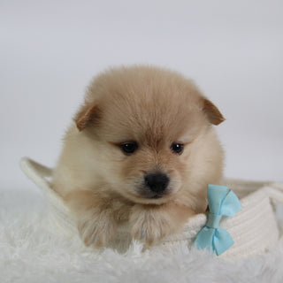 Rocky - Available 10/7