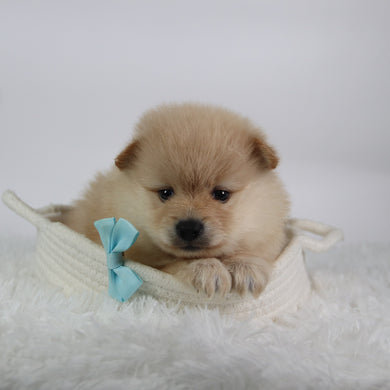 Rocky - Available 10/7