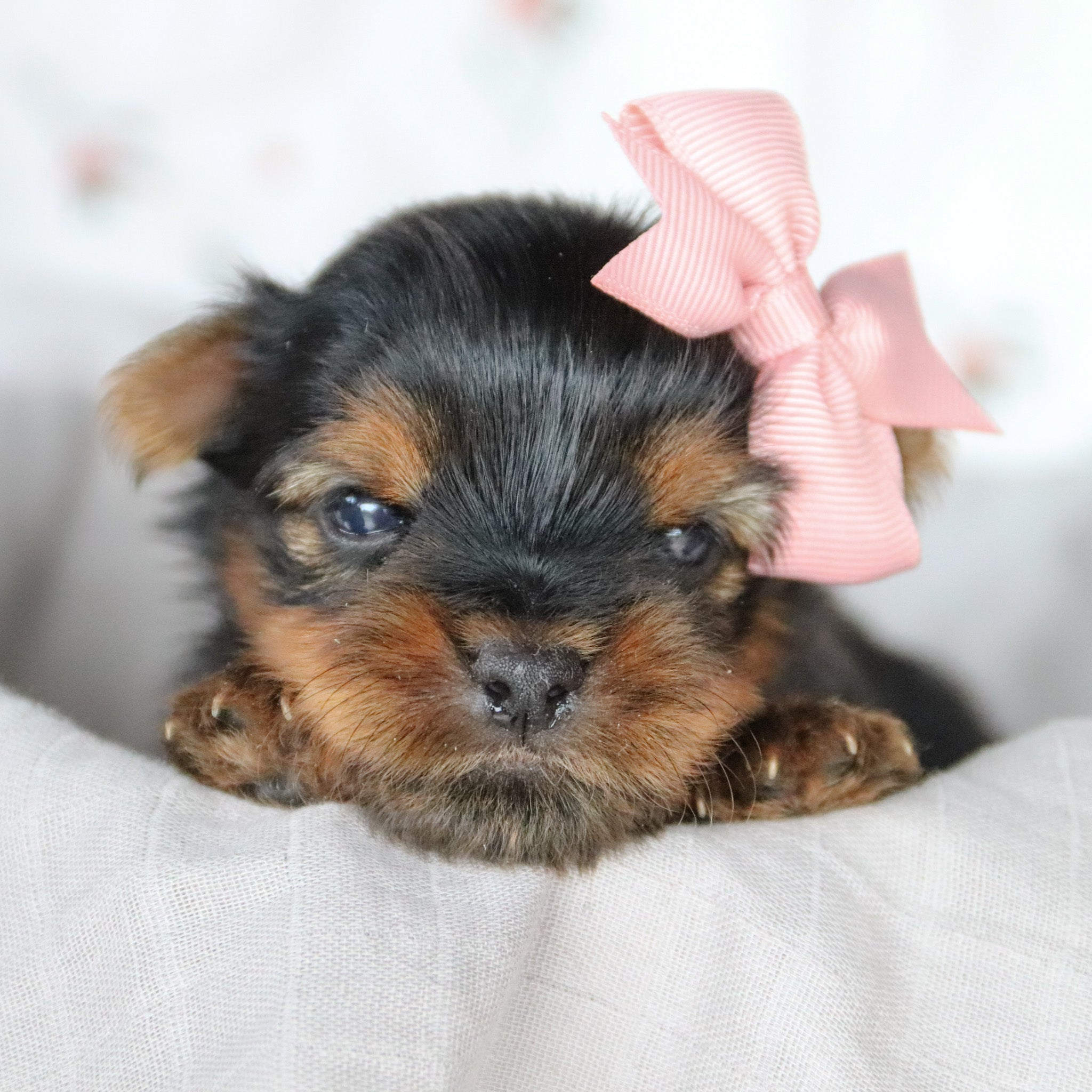 Puppies for sale in North Hempstead , NY