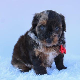Mackie - Available 8/13