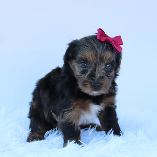 Sofia - Available 8/13