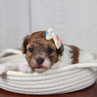Natalie - Available 6/11