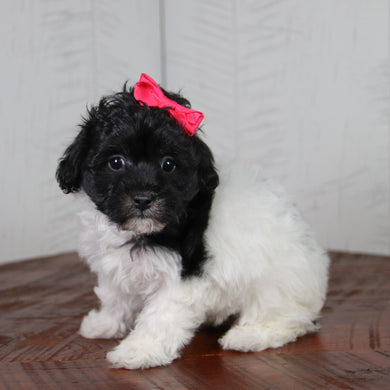Matilda - Available 6/11