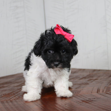 Matilda - Available 6/11