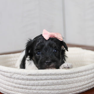 Matilda - Available 6/11