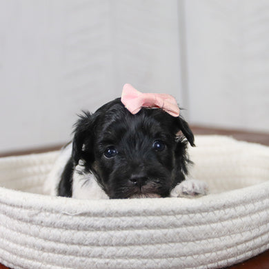 Matilda - Available 6/11