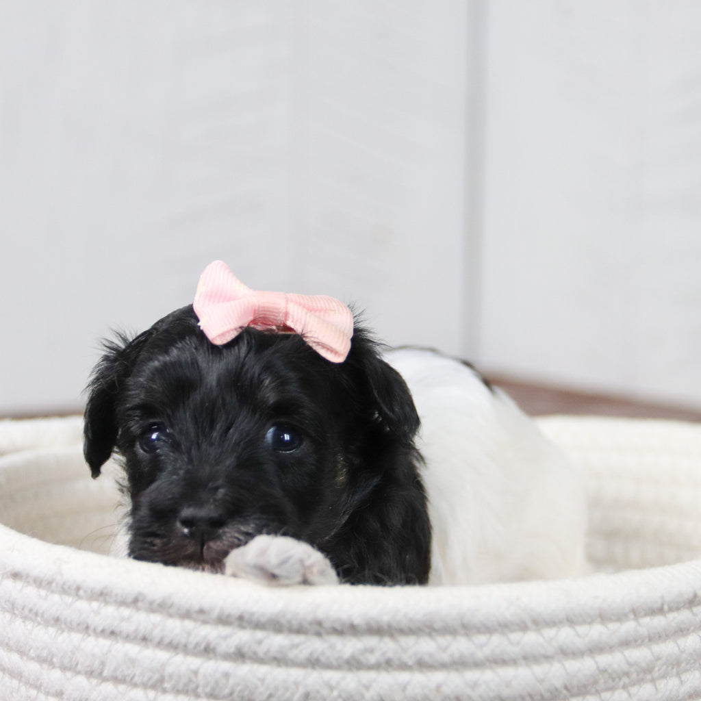 Matilda - Available 6/11
