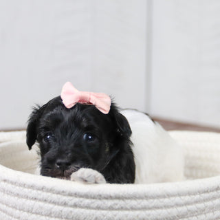 Matilda - Available 6/11