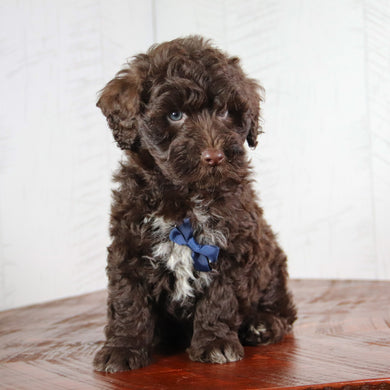 Clint -Available 6/4