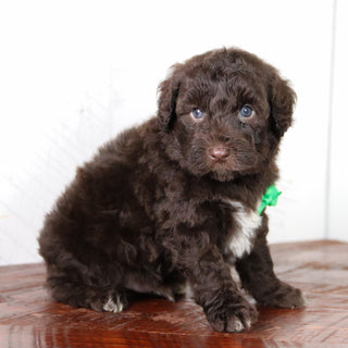 Clint -Available 6/4