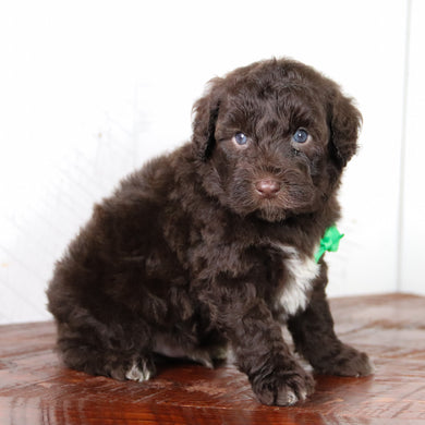 Clint -Available 6/4
