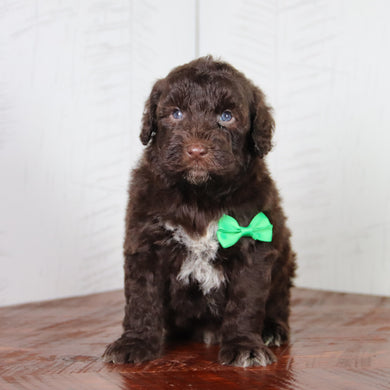 Clint -Available 6/4