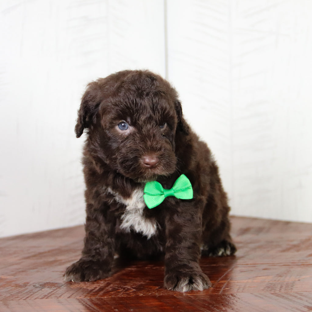 Clint -Available 6/4
