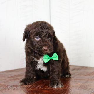 Clint -Available 6/4
