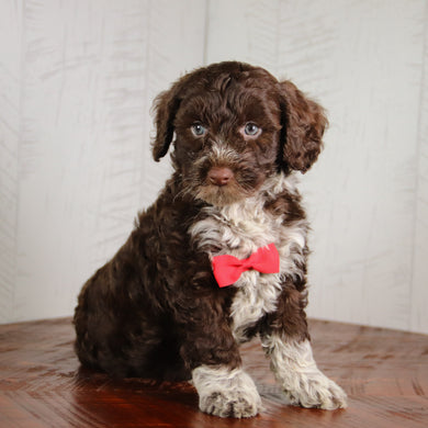 Flynn - Available 6/4