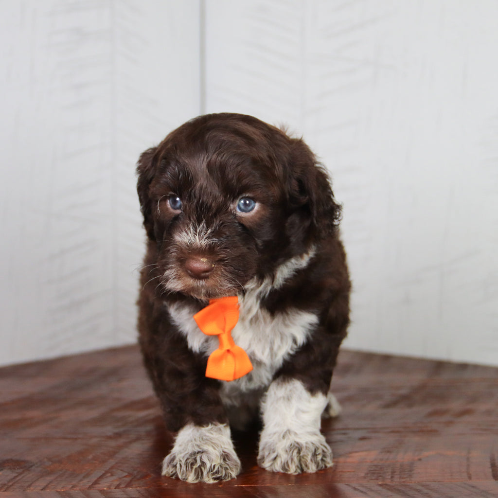 Flynn - Available 6/4