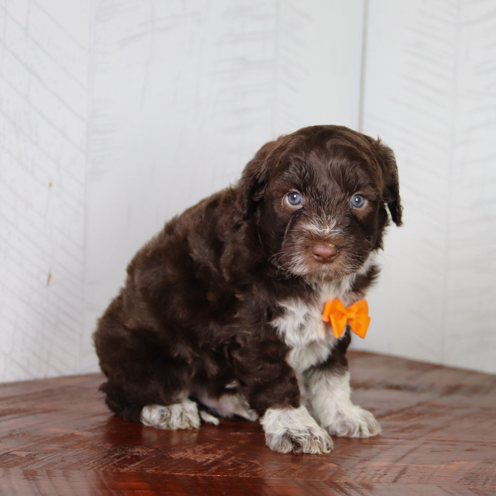 Flynn - Available 6/4