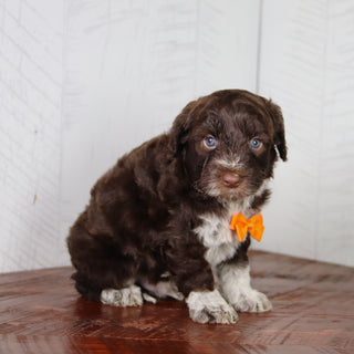 Flynn - Available 6/4