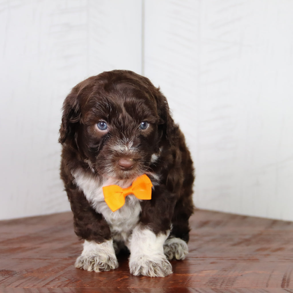 Flynn - Available 6/4