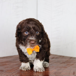 Flynn - Available 6/4