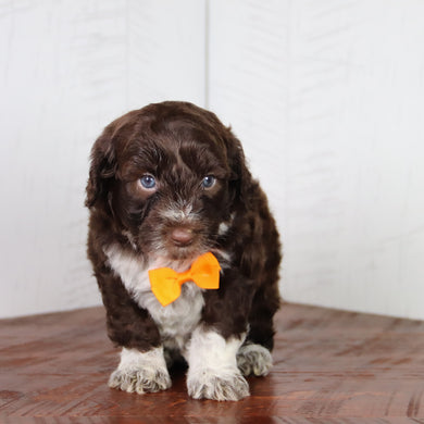 Flynn - Available 6/4