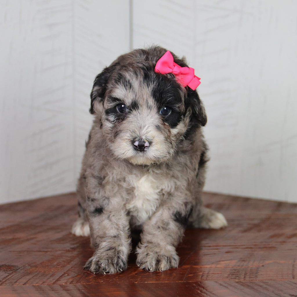 Katie - Available 6/4