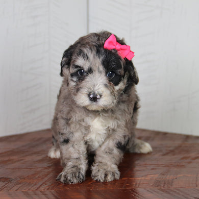 Katie - Available 6/4