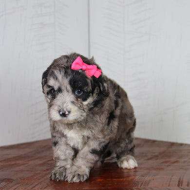 Katie - Available 6/4