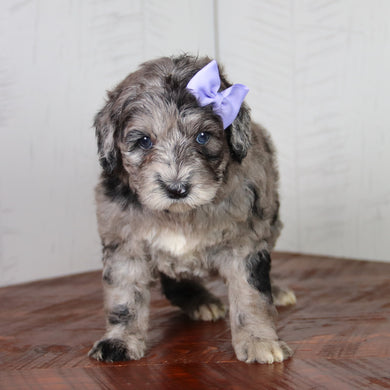 Maddy - Available 6/4