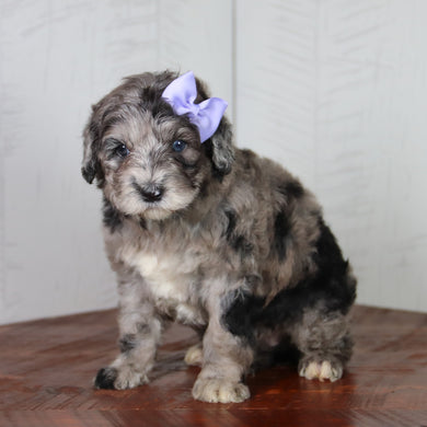 Maddy - Available 6/4