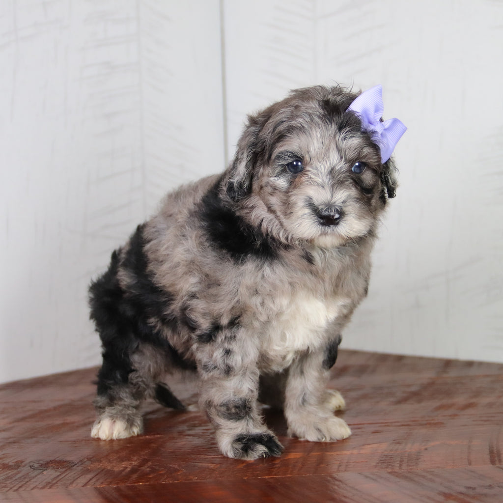 Maddy - Available 6/4