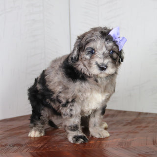 Maddy - Available 6/4