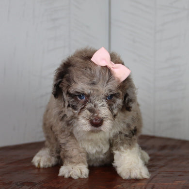 Indie - Available 6/4