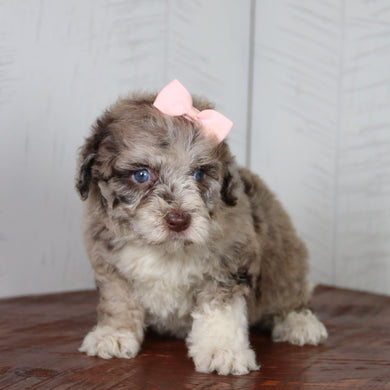 Indie - Available 6/4
