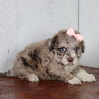 Indie - Available 6/4