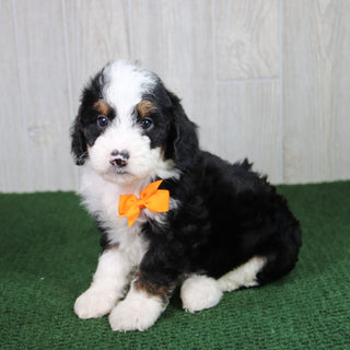 Tucker - Available 5/21