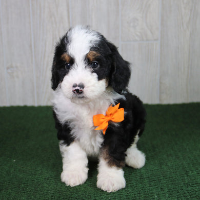 Tucker - Available 5/21