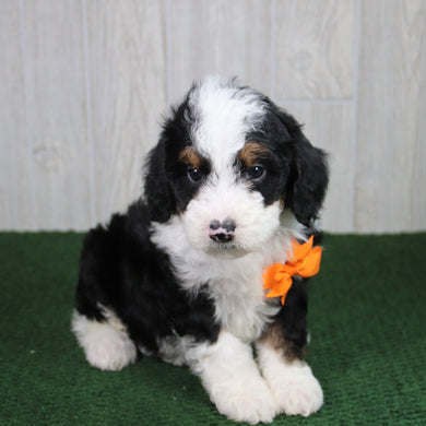 Tucker - Available 5/21