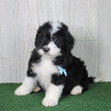 Theo - Available 5/21