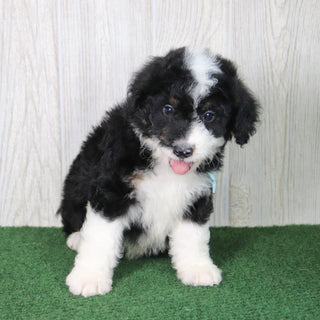 Theo - Available 5/21