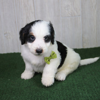 Rusty - Available 5/21