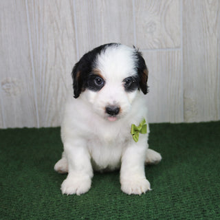 Rusty - Available 5/21