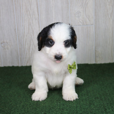 Rusty - Available 5/21