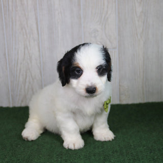 Rusty - Available 5/21