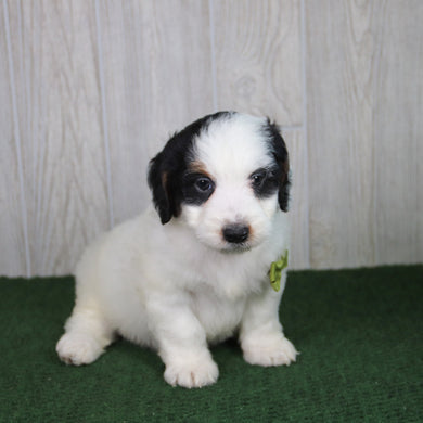 Rusty - Available 5/21