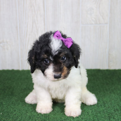 Cinnamon - Available 5/21
